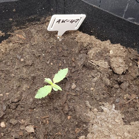 Bruce Banner Auto growlog photo: 23 degrees/ 75 % humidity. 
All new girls looking good. 