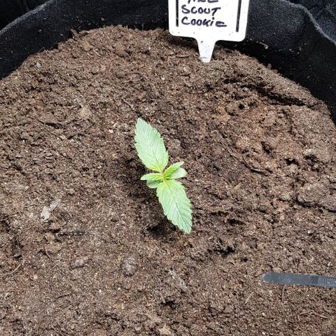 Bruce Banner Auto growlog photo: 23 degrees/ 75 % humidity. 
All new girls looking good. 