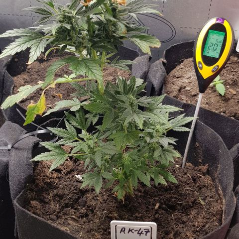 Bruce Banner Auto growlog photo: 23 degrees/ 75 % humidity. 
All new girls looking good. 