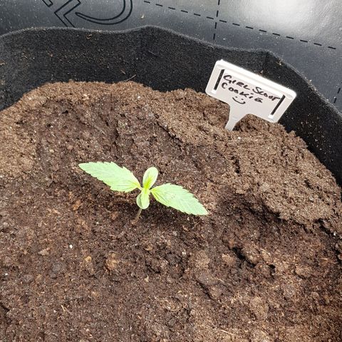 Bruce Banner Auto growlog photo: 23 degrees
75% humidity 
