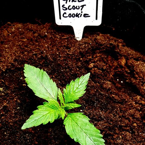Bruce Banner Auto growlog photo: All girl's looking good. To my surprise AK-47 transplant actually looks like she's gone into flower. 