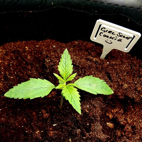 Bruce Banner Auto growlog photo: All girl's looking good. To my surprise AK-47 transplant actually looks like she's gone into flower. 