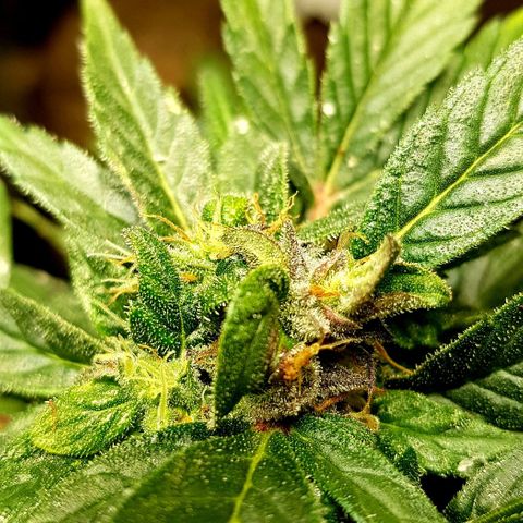 Bruce Banner Auto growlog photo: All girl's looking good. To my surprise AK-47 transplant actually looks like she's gone into flower. 