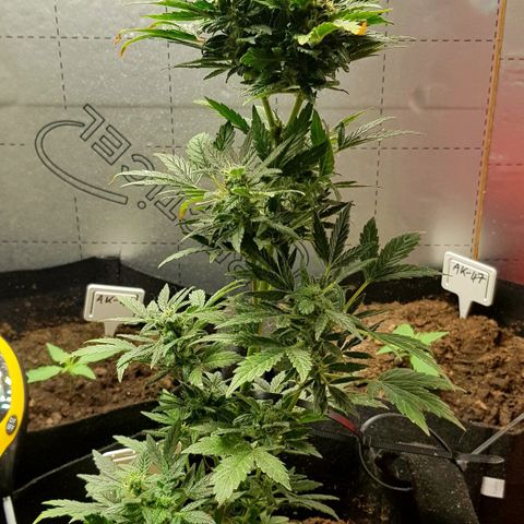 Bruce Banner Auto growlog photo: All girl's looking good. To my surprise AK-47 transplant actually looks like she's gone into flower. 