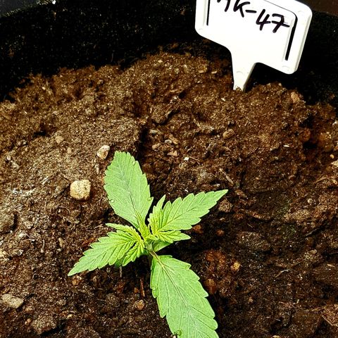 Bruce Banner Auto growlog photo: All girl's looking good. To my surprise AK-47 transplant actually looks like she's gone into flower. 