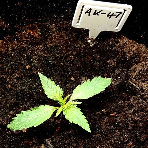 Bruce Banner Auto growlog photo: All girl's looking good. To my surprise AK-47 transplant actually looks like she's gone into flower. 