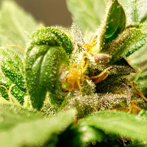 Bruce Banner Auto growlog photo: All girl's looking good. To my surprise AK-47 transplant actually looks like she's gone into flower. 