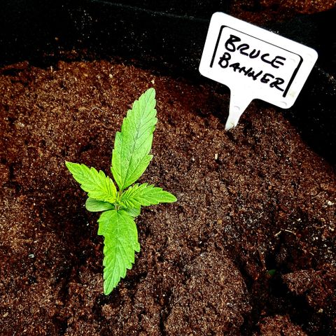 Bruce Banner Auto growlog timeline photo