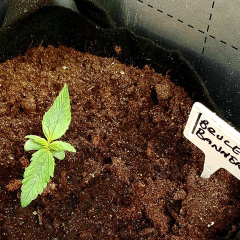 Bruce Banner Auto growlog photo: Both girls looking good. 
