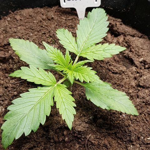 Bruce Banner Auto growlog photo: Main leaves sprouted. Looking healthy.  