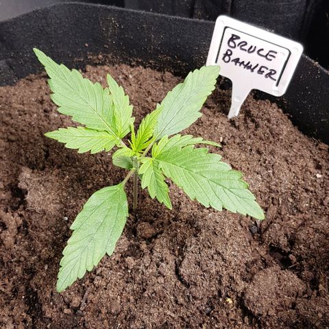 Bruce Banner Auto growlog photo: Main leaves sprouted. Looking healthy.  