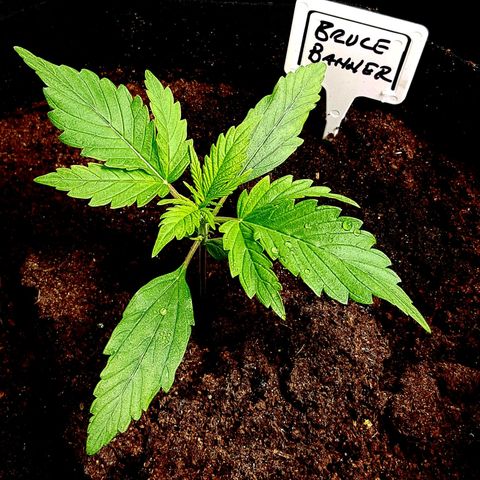 Bruce Banner Auto growlog photo: Both girls looking good 