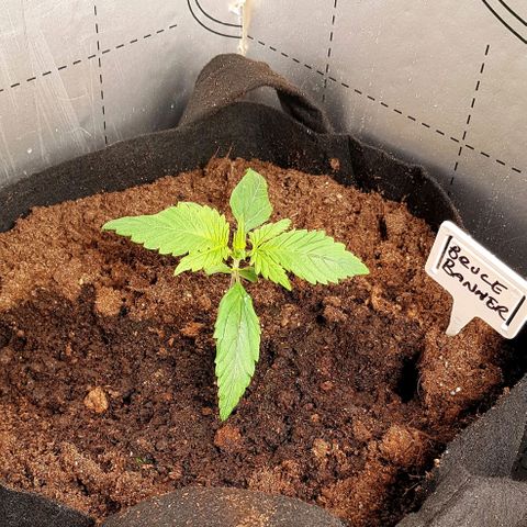Bruce Banner Auto growlog photo: Both girls looking good 