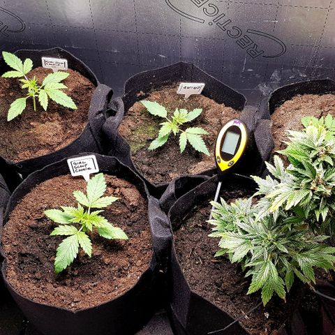 Bruce Banner Auto growlog photo: All working well. Growth seems a bit on the slow side height wise. But colours look great, leaf formation looks great. So I expected that this will be a good grow for me. 