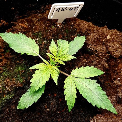 Bruce Banner Auto growlog photo: All working well. Growth seems a bit on the slow side height wise. But colours look great, leaf formation looks great. So I expected that this will be a good grow for me. 