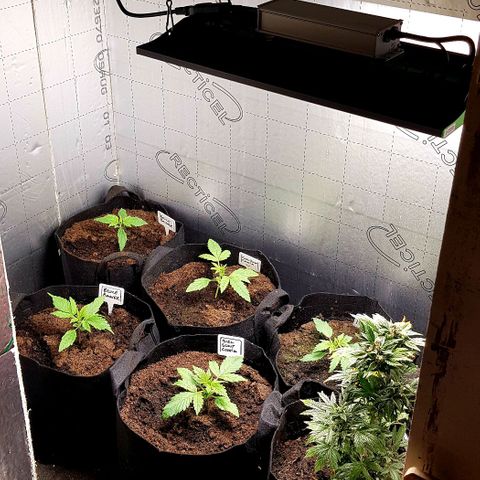 Bruce Banner Auto growlog photo: All working well. Growth seems a bit on the slow side height wise. But colours look great, leaf formation looks great. So I expected that this will be a good grow for me. 