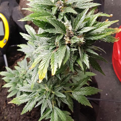 Bruce Banner Auto growlog photo: All working well. Growth seems a bit on the slow side height wise. But colours look great, leaf formation looks great. So I expected that this will be a good grow for me. 