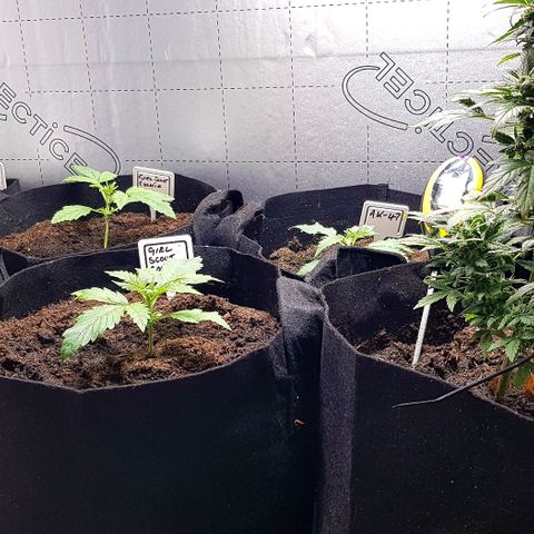 Bruce Banner Auto growlog photo: All working well. Growth seems a bit on the slow side height wise. But colours look great, leaf formation looks great. So I expected that this will be a good grow for me. 
