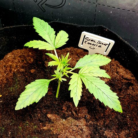 Bruce Banner Auto growlog photo: All working well. Growth seems a bit on the slow side height wise. But colours look great, leaf formation looks great. So I expected that this will be a good grow for me. 