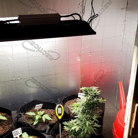 Bruce Banner Auto growlog photo: All working well. Growth seems a bit on the slow side height wise. But colours look great, leaf formation looks great. So I expected that this will be a good grow for me. 