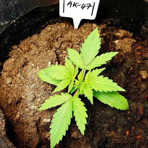Bruce Banner Auto growlog photo: All working well. Growth seems a bit on the slow side height wise. But colours look great, leaf formation looks great. So I expected that this will be a good grow for me. 