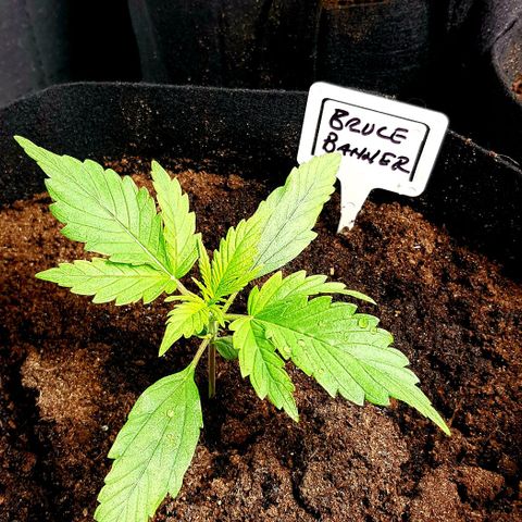 Bruce Banner Auto growlog photo: All working well. Growth seems a bit on the slow side height wise. But colours look great, leaf formation looks great. So I expected that this will be a good grow for me. 