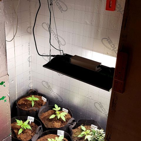 Bruce Banner Auto growlog photo: All working well. Growth seems a bit on the slow side height wise. But colours look great, leaf formation looks great. So I expected that this will be a good grow for me. 