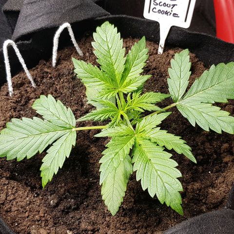Bruce Banner Auto growlog photo: Growth is still going well. Don't water for a few days. 