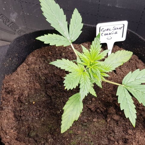 Bruce Banner Auto growlog photo: Growth is still going well. Don't water for a few days. 