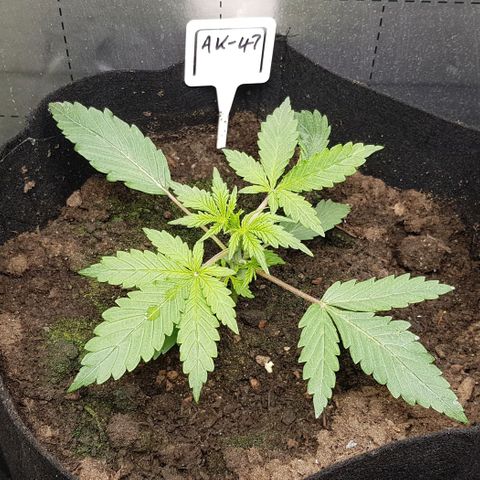 Bruce Banner Auto growlog photo: Growth is still going well. Don't water for a few days. 