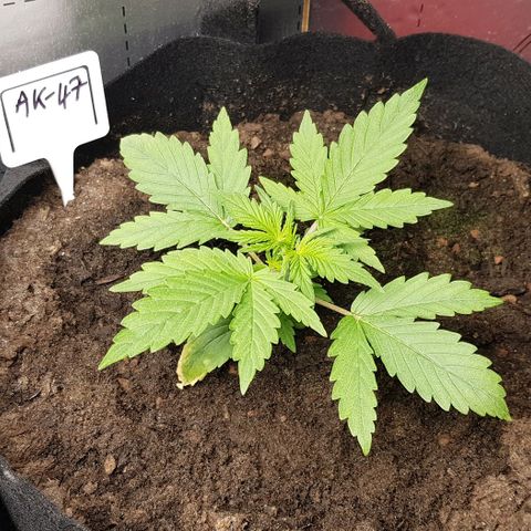 Bruce Banner Auto growlog photo: Growth is still going well. Don't water for a few days. 