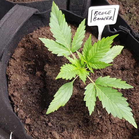 Bruce Banner Auto growlog photo: Growth is still going well. Don't water for a few days. 