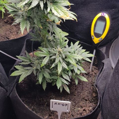 Bruce Banner Auto growlog photo: Growth is still going well. Don't water for a few days. 