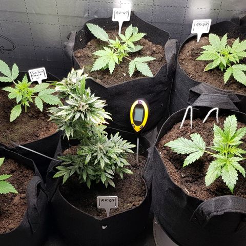 Bruce Banner Auto growlog photo: Growth is still going well. Don't water for a few days. 