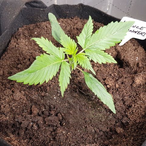 Bruce Banner Auto growlog photo: Growth is still going well. Don't water for a few days. 