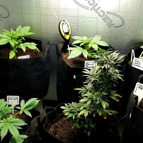 Bruce Banner Auto growlog photo: Fan on 24/7 plus heater on..
