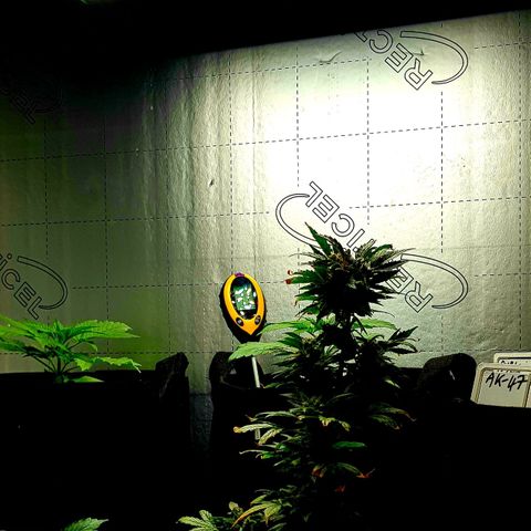 Bruce Banner Auto growlog photo: Fan on 24/7 plus heater on..
