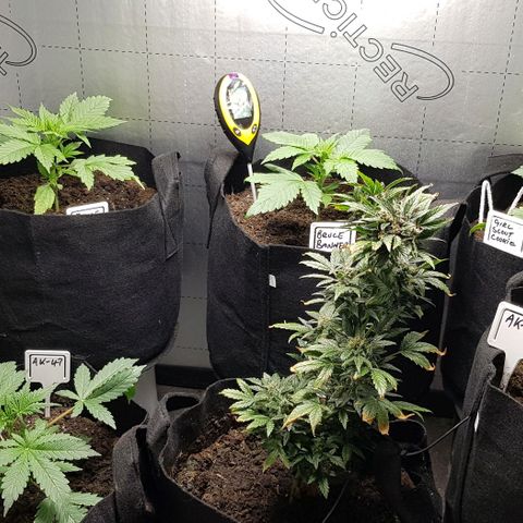 Bruce Banner Auto growlog photo: Fan on 24/7 plus heater on..

