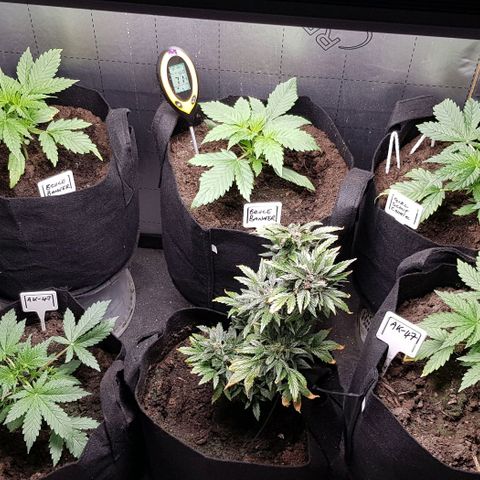 Bruce Banner Auto growlog photo: Fan on 24/7 plus heater on..
