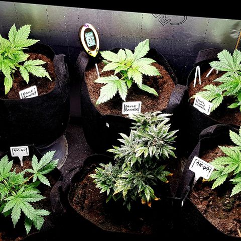 Bruce Banner Auto growlog photo: Fan on 24/7 plus heater on..
