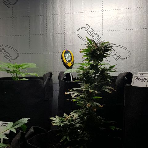 Bruce Banner Auto growlog photo: Fan on 24/7 plus heater on..
