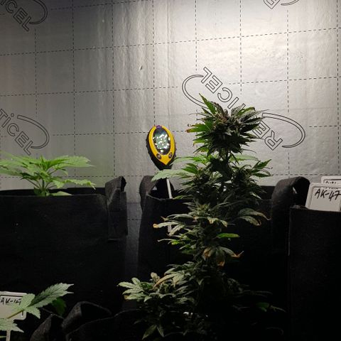 Bruce Banner Auto growlog photo: Fan on 24/7 plus heater on..
