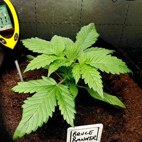 Bruce Banner Auto growlog photo: Heater on and left extractor on 24/7 from today. Got to omit it looks and feels better already in 8 hours.  
Leaves were down prior to fan switch. 