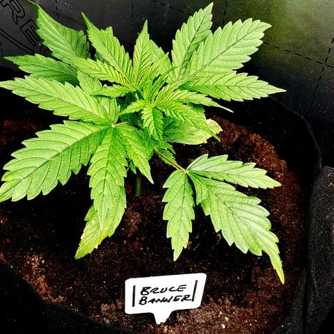 Bruce Banner Auto growlog photo: Heater on and left extractor on 24/7 from today. Got to omit it looks and feels better already in 8 hours.  
Leaves were down prior to fan switch. 