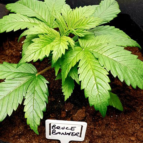 Bruce Banner Auto growlog photo: Both B.B Looking better and healthier since extractor for adjustment and heater installation. 