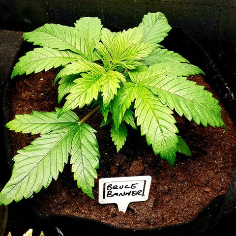 Bruce Banner Auto growlog photo: Both B.B Looking better and healthier since extractor for adjustment and heater installation. 