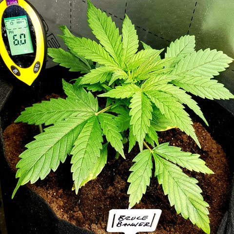 Bruce Banner Auto growlog photo: Both B.B Looking better and healthier since extractor for adjustment and heater installation. 