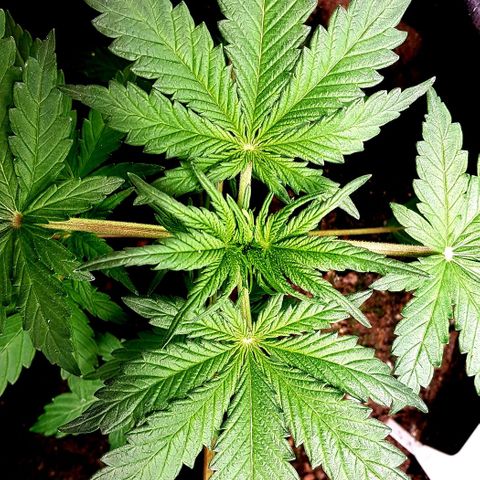 Bruce Banner Auto growlog photo: Girls looking good since extractor fan adjustment and heater installation. Good growth since Saturday 11th . 
