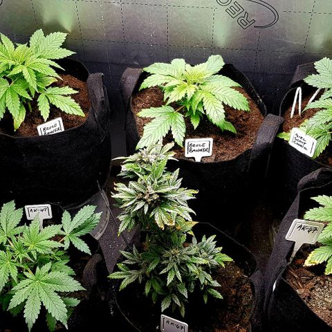 Bruce Banner Auto growlog photo: Girls looking good since extractor fan adjustment and heater installation. Good growth since Saturday 11th . 