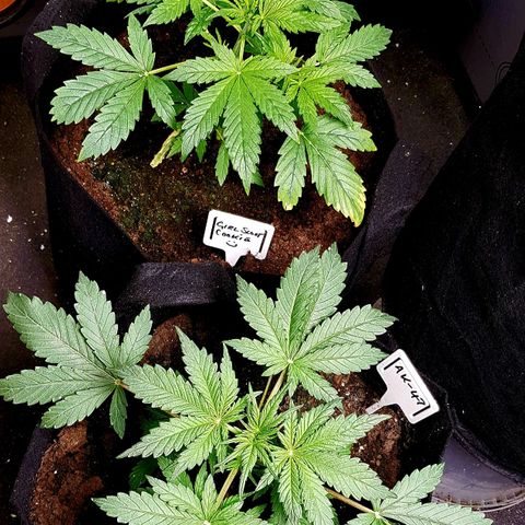 Bruce Banner Auto growlog photo: Girls looking good since extractor fan adjustment and heater installation. Good growth since Saturday 11th . 